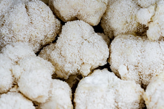 Benefits of Lion's Mane & Who it is Best Suited For